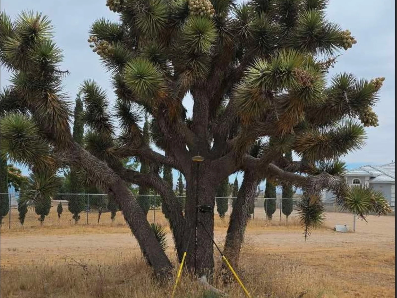 Joshua Tree field condition photographed during site and environmental work