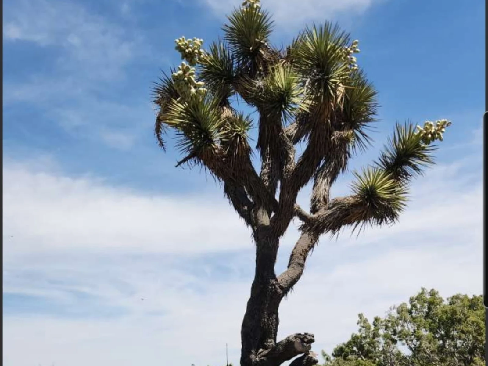 Joshua Tree and surrounding property conditions documented in the field